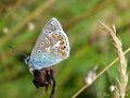 Icarus blauwtje,  Polyommatus icarus